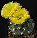 Нажмите на изображение для увеличения.

Название:	Echinopsis_thionantha_TK230_IMG_1666.jpg
Просмотров:	140
Размер:	104.8 Кб
ID:	334192