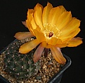 Нажмите на изображение для увеличения.

Название:	Echinopsis_haematantha_kuehnrichii_VG358_IMG_1610.jpg
Просмотров:	175
Размер:	127.8 Кб
ID:	334194