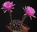 Нажмите на изображение для увеличения.

Название:	Echinopsis_calliantholilacina_R63_IMG_1621.jpg
Просмотров:	144
Размер:	106.3 Кб
ID:	334195