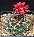 Нажмите на изображение для увеличения.

Название:	Gymnocalycium_carminanthum_P133_IMG_1638.jpg
Просмотров:	147
Размер:	196.8 Кб
ID:	334196