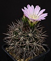 Нажмите на изображение для увеличения.

Название:	Gymnocalycium_horridispinum_L517_IMG_1644.jpg
Просмотров:	182
Размер:	104.1 Кб
ID:	334197