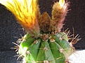 Нажмите на изображение для увеличения.

Название:	Notocactus_ottonis.jpg
Просмотров:	120
Размер:	155.2 Кб
ID:	334211