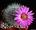 Нажмите на изображение для увеличения.

Название:	Mammillaria guelzowiana.JPG
Просмотров:	157
Размер:	200.7 Кб
ID:	334225