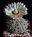 Нажмите на изображение для увеличения.

Название:	Astrophytum asterias cv. Superkabuto.JPG
Просмотров:	144
Размер:	146.7 Кб
ID:	334226