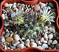 Нажмите на изображение для увеличения.

Название:	Mammillaria lewisiana.JPG
Просмотров:	157
Размер:	212.0 Кб
ID:	334227