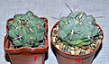 Нажмите на изображение для увеличения.

Название:	Thelocactushexaedrophorus.jpg
Просмотров:	238
Размер:	239.0 Кб
ID:	334230