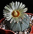 Нажмите на изображение для увеличения.

Название:	Astrophytum asterias.JPG
Просмотров:	164
Размер:	201.3 Кб
ID:	334237