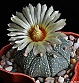 Нажмите на изображение для увеличения.

Название:	Astrophytum asterias.JPG
Просмотров:	144
Размер:	201.3 Кб
ID:	334237