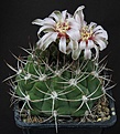 Нажмите на изображение для увеличения.

Название:	Gymnocalycium_nigriareolatum_v_densispinum_P24_L62B1585.jpg
Просмотров:	144
Размер:	124.9 Кб
ID:	334245