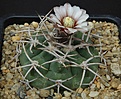 Нажмите на изображение для увеличения.

Название:	Gymnocalycium_castellanosii_BKS78_L62B1593.jpg
Просмотров:	144
Размер:	175.6 Кб
ID:	334246