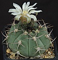 Нажмите на изображение для увеличения.

Название:	Gymnocalycium_bayrianum_GN69-164_L62B1601.jpg
Просмотров:	141
Размер:	131.3 Кб
ID:	334247