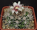 Нажмите на изображение для увеличения.

Название:	Gymnocalycium_valnicekianum_STO829-2_L62B1607.jpg
Просмотров:	164
Размер:	191.8 Кб
ID:	334248