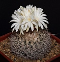 Нажмите на изображение для увеличения.

Название:	Discocactus_zehntneri_ssp_araneispinus_HU440_L62B1651.jpg
Просмотров:	161
Размер:	150.6 Кб
ID:	334251