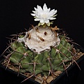 Нажмите на изображение для увеличения.

Название:	Discocactus_heptacanthus_ssp_catingicola_L62B1660.jpg
Просмотров:	173
Размер:	122.1 Кб
ID:	334252