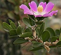 Нажмите на изображение для увеличения.

Название:	Rhodocactus_sp_L62B1634.jpg
Просмотров:	159
Размер:	76.7 Кб
ID:	334253