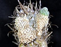 Нажмите на изображение для увеличения.

Название:	Pediocactus knowltonii SB304_6.13.jpg
Просмотров:	302
Размер:	93.4 Кб
ID:	334257