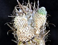 Нажмите на изображение для увеличения.

Название:	Pediocactus knowltonii SB304_6.13.jpg
Просмотров:	246
Размер:	93.4 Кб
ID:	334257