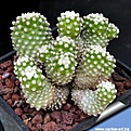 Нажмите на изображение для увеличения.

Название:	Pediocactus knowltonii SB304 San Juan County NewMexico USA.jpg
Просмотров:	297
Размер:	121.8 Кб
ID:	334258