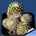Нажмите на изображение для увеличения.

Название:	Pediocactus knowltonii SB304 San Juan County NewMexico USA_CA.jpg
Просмотров:	298
Размер:	105.1 Кб
ID:	334259