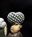 Нажмите на изображение для увеличения.

Название:	Mammillaria herrerae v.albiflora_6.13.jpg
Просмотров:	299
Размер:	109.2 Кб
ID:	334260