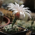 Нажмите на изображение для увеличения.

Название:	Gymnocalycium_spec_VG286.jpg
Просмотров:	198
Размер:	167.4 Кб
ID:	334272