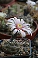 Нажмите на изображение для увеличения.

Название:	Gymnocalycium_spec_VG711.jpg
Просмотров:	219
Размер:	176.7 Кб
ID:	334273