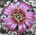 Нажмите на изображение для увеличения.

Название:	Gymnocalycium_heidiae_GN925-3028.jpg
Просмотров:	118
Размер:	175.9 Кб
ID:	334293