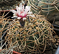 Нажмите на изображение для увеличения.

Название:	Gymnocalycium_spegazzinii.jpg
Просмотров:	113
Размер:	203.6 Кб
ID:	334294