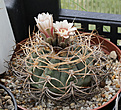 Нажмите на изображение для увеличения.

Название:	Gymnocalycium_cardenasianum.jpg
Просмотров:	110
Размер:	204.3 Кб
ID:	334296