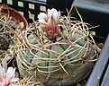 Нажмите на изображение для увеличения.

Название:	Gymnocalycium_cardenasianum_VG956.jpg
Просмотров:	113
Размер:	211.6 Кб
ID:	334298