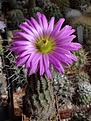 Нажмите на изображение для увеличения.

Название:	E.bristolii v.pseudopectinatus SB343.JPG
Просмотров:	166
Размер:	237.3 Кб
ID:	334304
