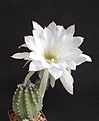 Нажмите на изображение для увеличения.

Название:	Echinopsis riviera di caraltii.JPG
Просмотров:	151
Размер:	179.4 Кб
ID:	334305