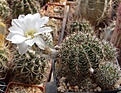 Нажмите на изображение для увеличения.

Название:	L.aurea v.albiflora GP30.JPG
Просмотров:	178
Размер:	227.7 Кб
ID:	334309