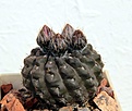 Нажмите на изображение для увеличения.

Название:	Neochilenia occulta_5y_9.6.13.jpg
Просмотров:	274
Размер:	109.4 Кб
ID:	334314