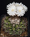 Нажмите на изображение для увеличения.

Название:	Discocactus_magnimammus_HU324_L62B1700.jpg
Просмотров:	173
Размер:	153.5 Кб
ID:	334337