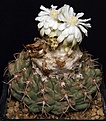 Нажмите на изображение для увеличения.

Название:	Discocactus_mammulosus_L62B1705.jpg
Просмотров:	166
Размер:	154.8 Кб
ID:	334338