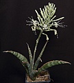 Нажмите на изображение для увеличения.

Название:	Sansevieria_abyssinica_L62B1692.jpg
Просмотров:	216
Размер:	92.0 Кб
ID:	334339