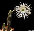 Нажмите на изображение для увеличения.

Название:	Setiechinopsis mirabilis.jpg
Просмотров:	172
Размер:	141.0 Кб
ID:	334341