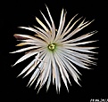 Нажмите на изображение для увеличения.

Название:	Setiechinopsis mirabilis..jpg
Просмотров:	168
Размер:	242.2 Кб
ID:	334342