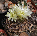 Нажмите на изображение для увеличения.

Название:	Neochilenia_flaviflora_WK730.jpg
Просмотров:	144
Размер:	197.0 Кб
ID:	334345