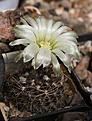 Нажмите на изображение для увеличения.

Название:	Neochilenia_flaviflora_WK730_.jpg
Просмотров:	143
Размер:	232.2 Кб
ID:	334346