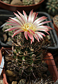 Нажмите на изображение для увеличения.

Название:	Pyrrhocactus_andreaeanus.jpg
Просмотров:	142
Размер:	202.1 Кб
ID:	334347