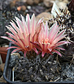 Нажмите на изображение для увеличения.

Название:	Pyrrhocactus_totoralensis_WM138.jpg
Просмотров:	148
Размер:	166.5 Кб
ID:	334348