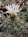 Нажмите на изображение для увеличения.

Название:	Gymnocalycium_ambatoense_aff_RUS-080.jpg
Просмотров:	265
Размер:	183.7 Кб
ID:	334349