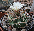 Нажмите на изображение для увеличения.

Название:	Gymnocalycium_ferox_RUS033.jpg
Просмотров:	201
Размер:	192.7 Кб
ID:	334350