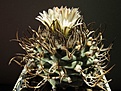 Нажмите на изображение для увеличения.

Название:	Turbinicarpus_klinkerianus1.jpg
Просмотров:	132
Размер:	134.8 Кб
ID:	334413