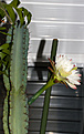 Нажмите на изображение для увеличения.

Название:	IMG_5123_Cereus_sp.jpg
Просмотров:	134
Размер:	240.8 Кб
ID:	334441