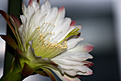 Нажмите на изображение для увеличения.

Название:	IMG_5119_Cereus_sp_2.jpg
Просмотров:	137
Размер:	232.0 Кб
ID:	334442