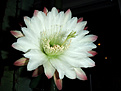 Нажмите на изображение для увеличения.

Название:	P6110015_Cereus_sp_3.jpg
Просмотров:	140
Размер:	224.0 Кб
ID:	334443