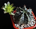 Нажмите на изображение для увеличения.

Название:	Gymnocalycium mihanovichii.JPG
Просмотров:	129
Размер:	174.0 Кб
ID:	334444